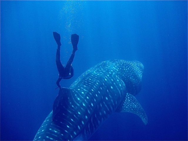 Snorkel con el tiburon ballena